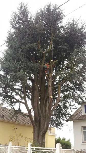 Elagage et abattage d'arbres au Coudray-sur-Thelle